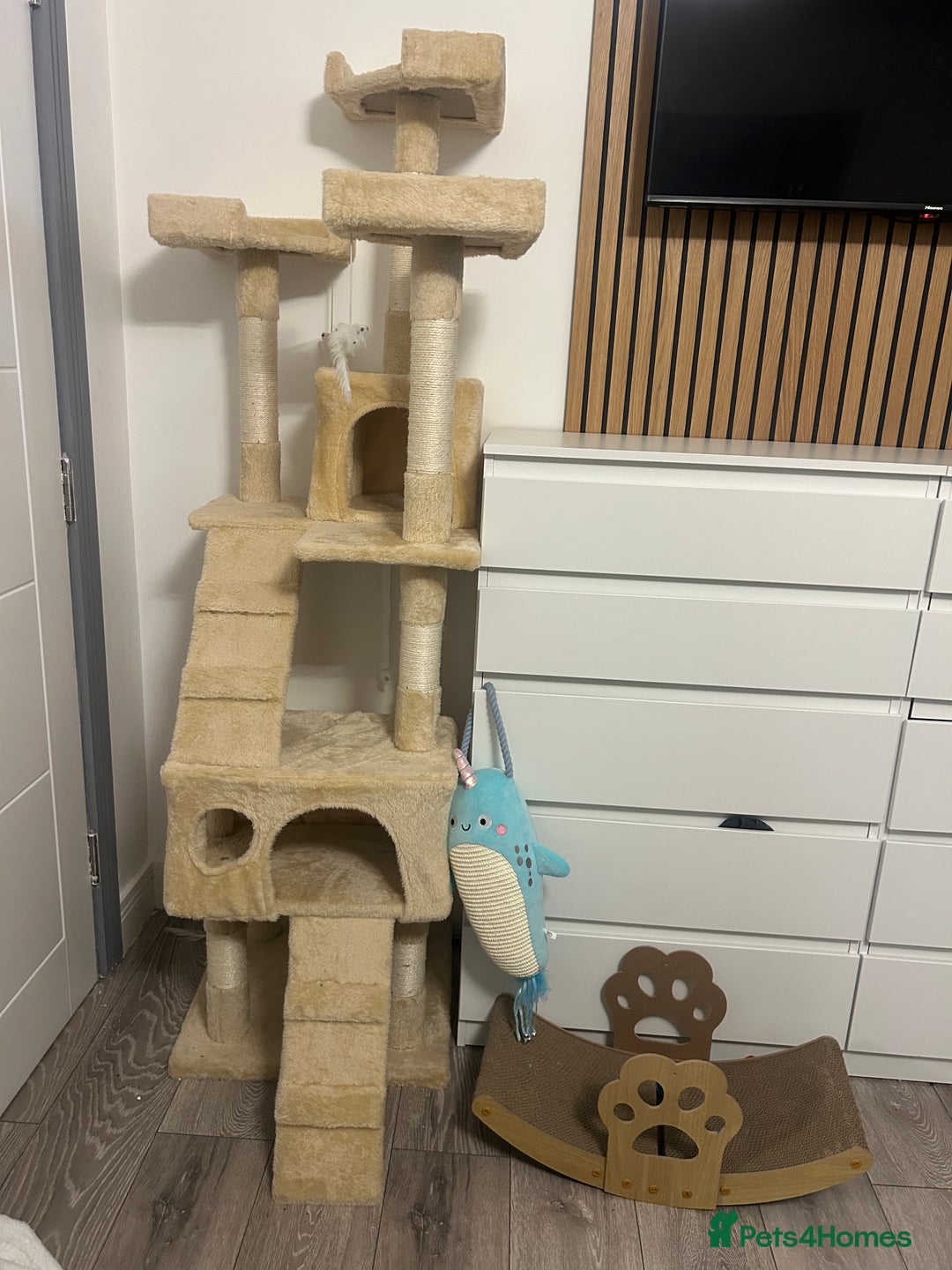 Scottish Fold cats for sale: MALE LONG HAIR SCOTTISH FOLD KITTEN - Advert 5