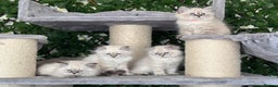 Siberian cats for sale: ✅3 WEEKS OLD BABIES AVAILABLE✅ - Advert 6