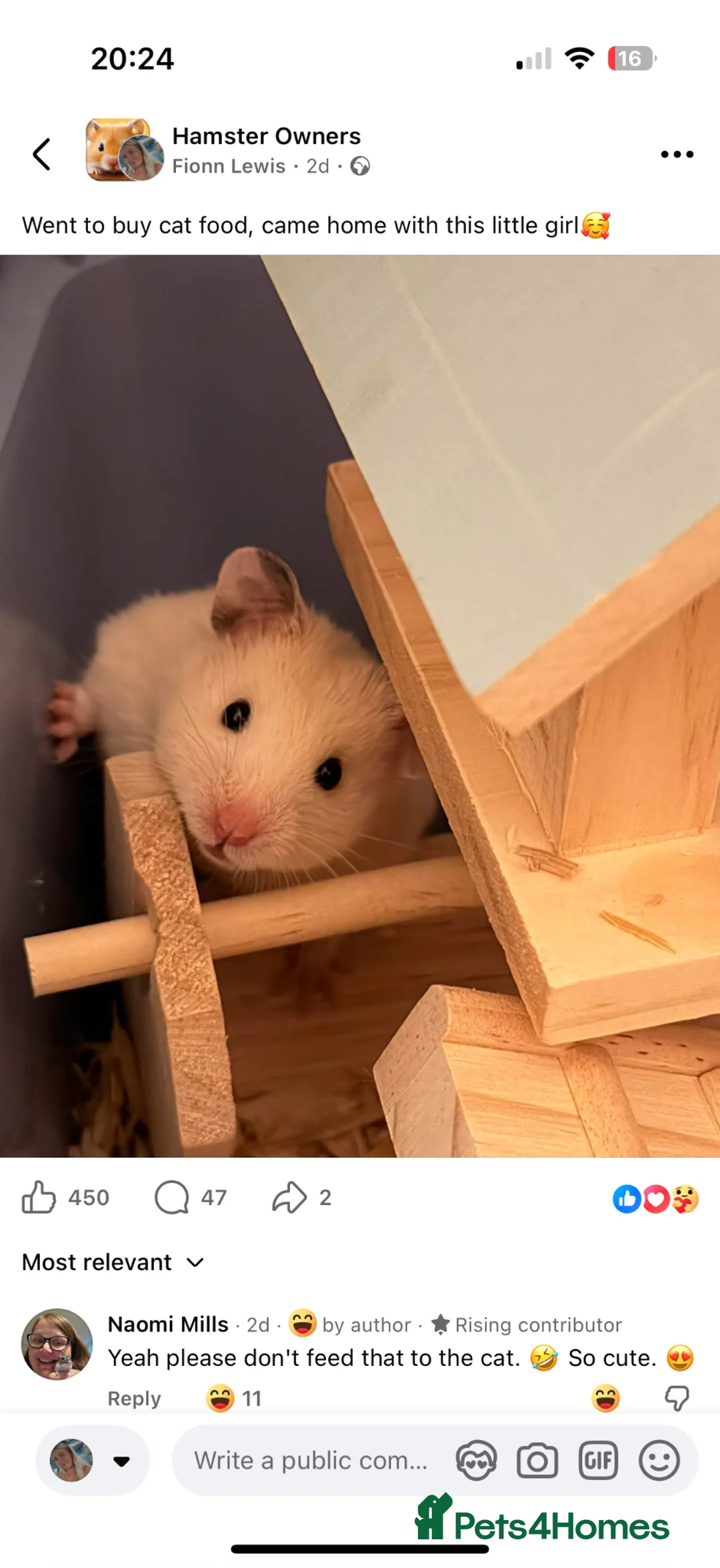 Hamster rodents for sale: Syrian hamster + bucatstate enclosure  in Boston - Advert 2
