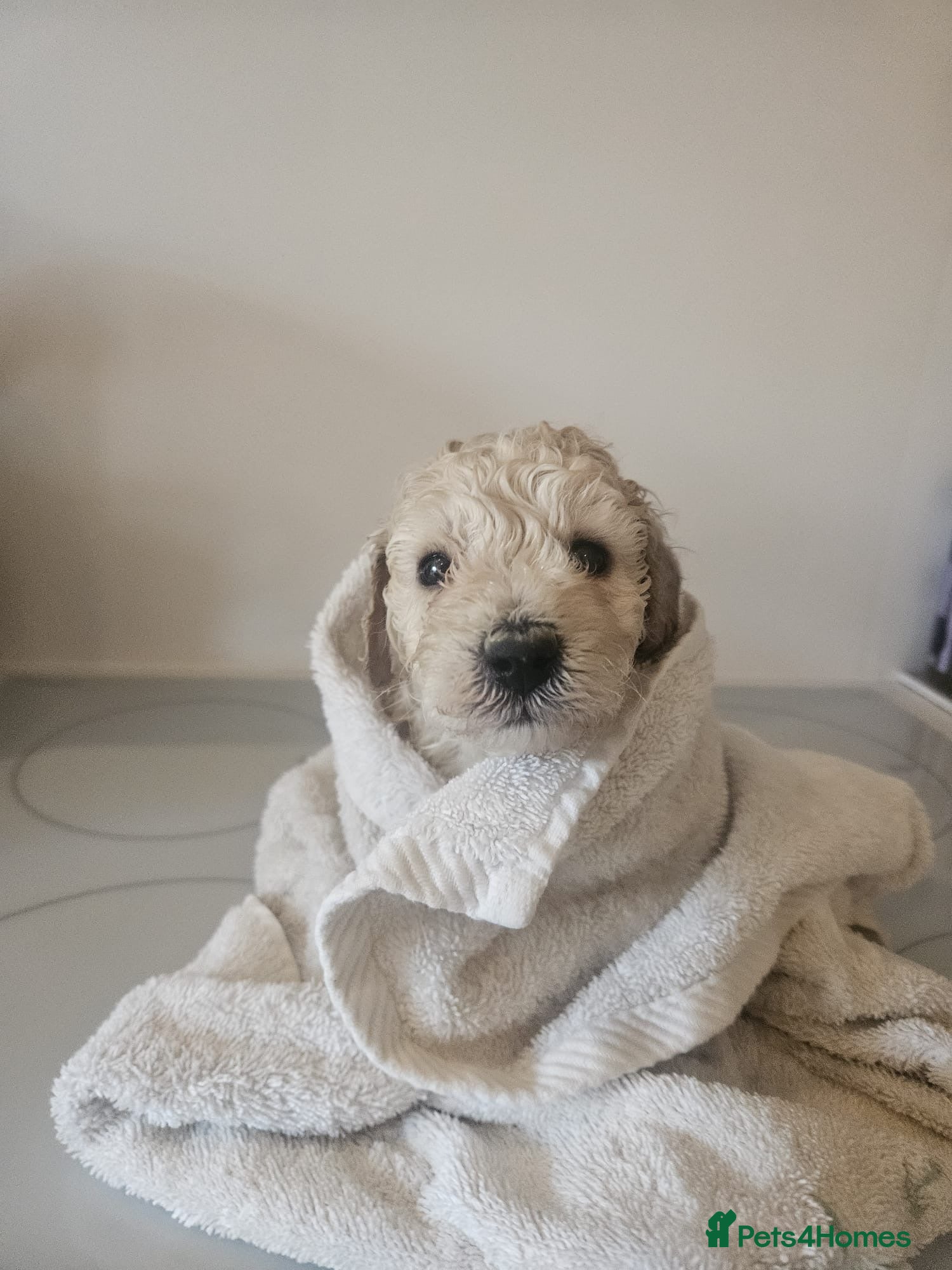 Schnoodle dogs Schnoodle Puppies - Advert 2