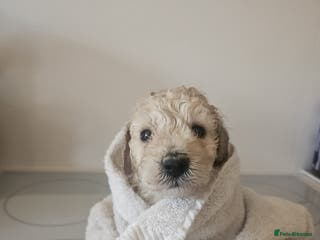 Schnoodle dogs Schnoodle Puppies - Advert 2