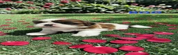 Shih Tzu dogs for sale: STUNNING PURE STANDARD SHIH TZU  - Advert 20
