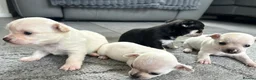 Chihuahua dogs for sale: 🐾Adorable chihuahua puppys ready!! - Advert 11