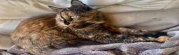 Mixed Breed cats for sale: Ginger Calico Tuxedo Kittens London-Richmond Sale - Advert 18