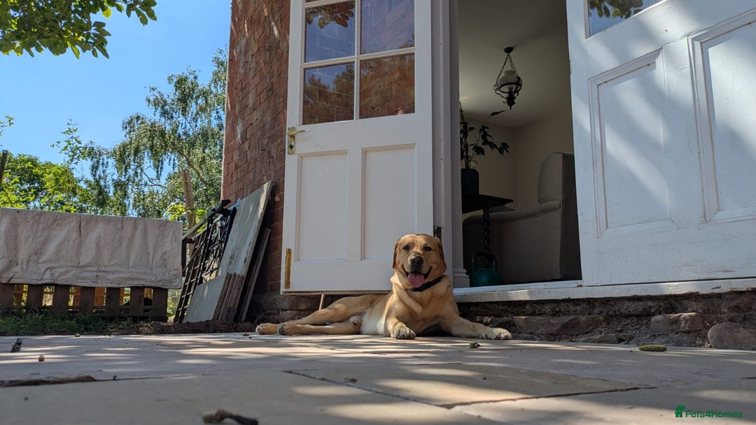 Labrador Retriever dogs for stud: Family Labrador to Stud - Advert 10