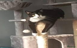 British Shorthair cats for sale: 2 year old male cat - Image 4