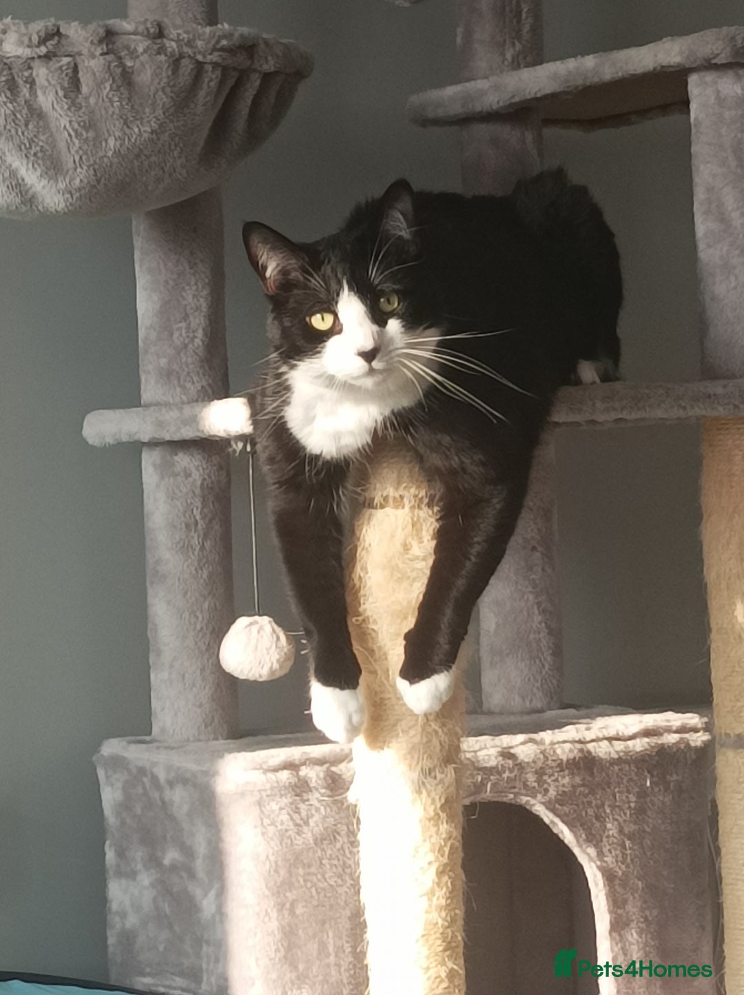 British Shorthair cats for sale: 2 year old male cat - Image 4