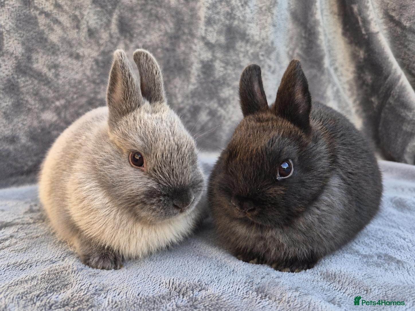 Netherland Dwarf rabbits Siamese Smoke Buck & Black Self Doe – 8 Weeks Old - Advert 2