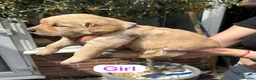 Golden Retriever dogs for sale: EXCEPȚIONAL GOLDEN RETRIVIER PUPPIES💙🩷 - Advert 7