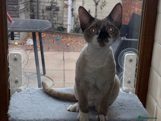 Devon Rex cats Devon Rex Boy “Chino” - Advert 4