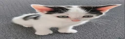 Mixed Breed cats for sale: Three kittens are looking for new homes. - Advert 10