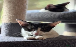 Oriental cats for sale: Ready now! Oriental shorthair kittens mix - Image 19