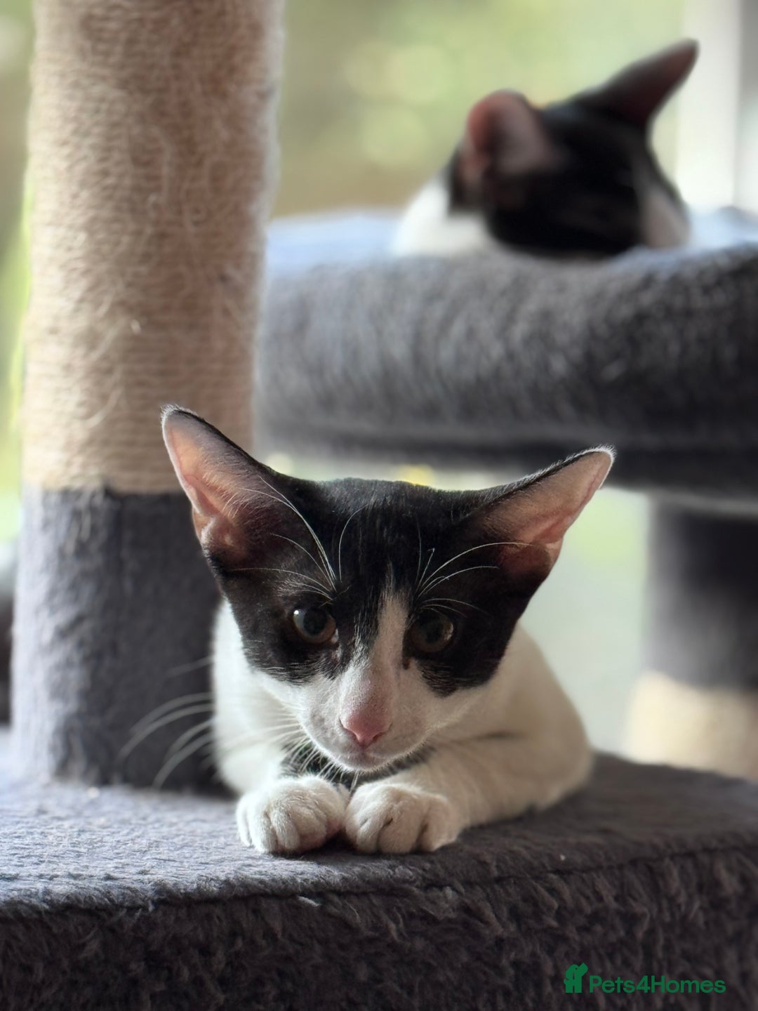Oriental cats for sale: Ready now! Oriental shorthair kittens mix - Image 19
