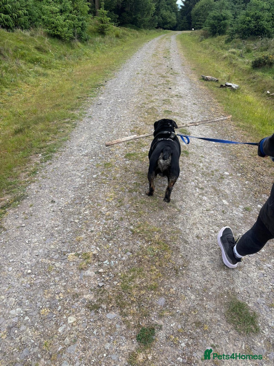 Olde English Bulldogge dogs for stud: Vinnie the olde english bulldogge - Advert 11
