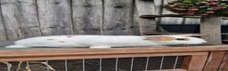 English Spot rabbits for sale: Femile and male in West Bromwich - Advert 4
