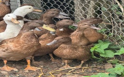 Ducks poultry for sale: Khaki Campbell and Cherry Valley Ducks - Image 3