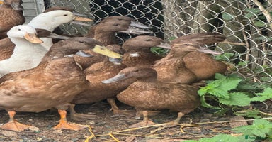 Ducks poultry - Advert 4