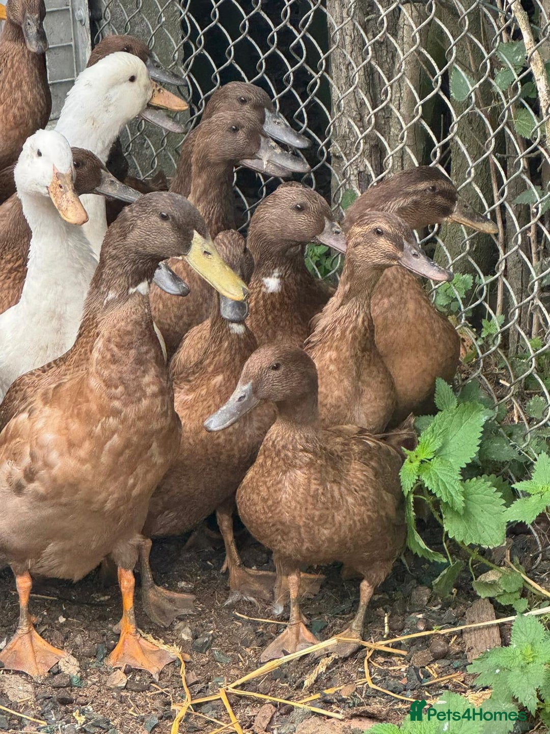 Ducks poultry for sale: Khaki Campbell and Cherry Valley Ducks - Image 3
