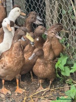 Ducks poultry - Advert 5