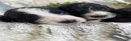 Bernedoodle dogs for sale: STUNNING DNA CLEAR BERNEDOODLES  - Advert 13