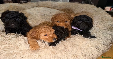 Toy Poodle dogs - Advert 15