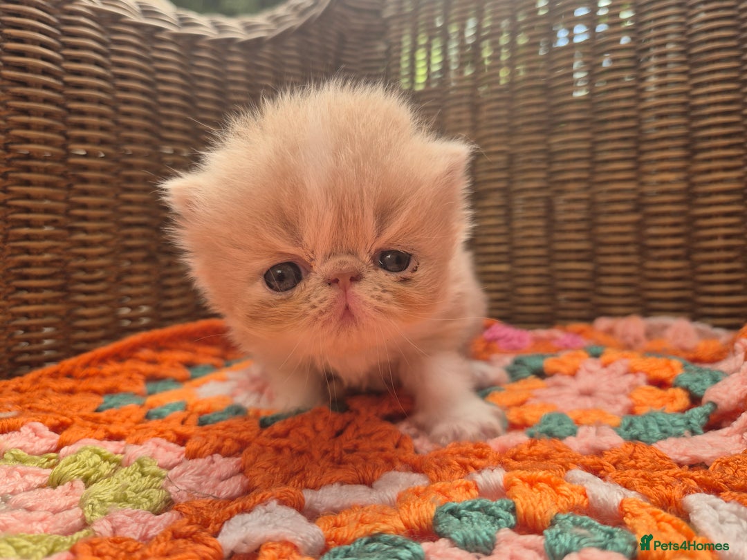 Exotic cats for sale: 🏆Champion sired exotic and Persian kittens 😸 ♥️  - Image 15