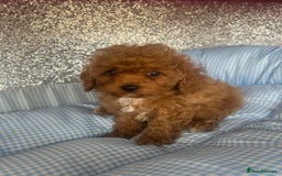 Cavapoo dogs for sale: F1 b cavapoo puppies 🐶  - Image 24