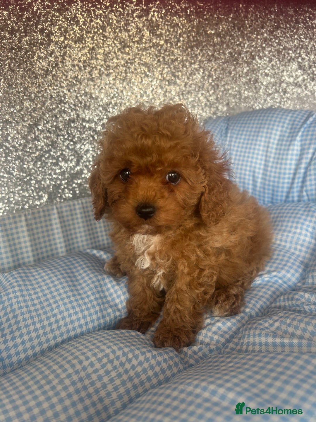 Cavapoo dogs for sale: F1 b cavapoo puppies 🐶  - Image 24