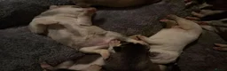 Siberian Husky dogs for sale: Puppies Siberian Husky in London - Advert 17