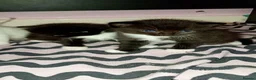 Mixed Breed cats for sale: 3 cute kittens looking for their forever homes - Advert 3