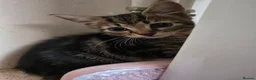 Mixed Breed cats for sale: Kittens in Skelmersdale - Advert 3