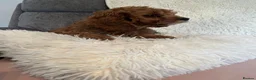 Cavapoo dogs for sale: Outstanding fox red cavapoo puppy - Advert 7