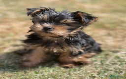 Yorkshire Terrier dogs for sale: Mini yorkshire terrier boy   - Image 16