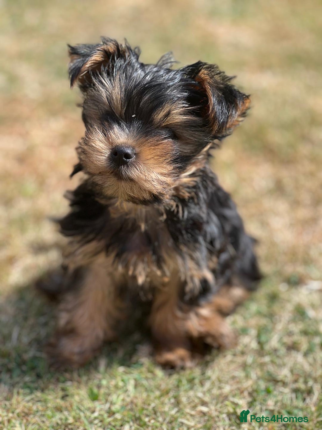 Yorkshire Terrier dogs for sale: Mini yorkshire terrier boy   - Image 16