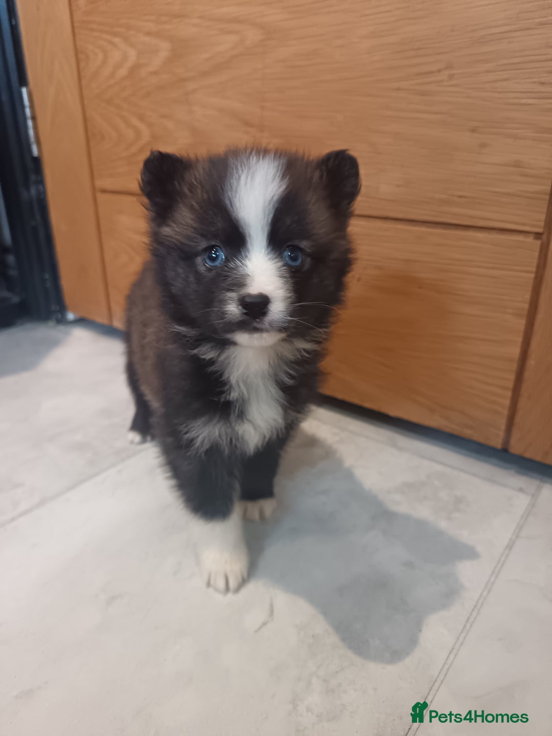 Pomsky dogs for sale: Amazing puppys - Advert 18
