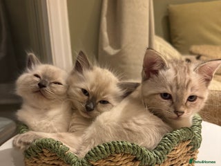 Ragdoll cats Adorable Ragdoll X Snow Bengal Kittens - Advert 10