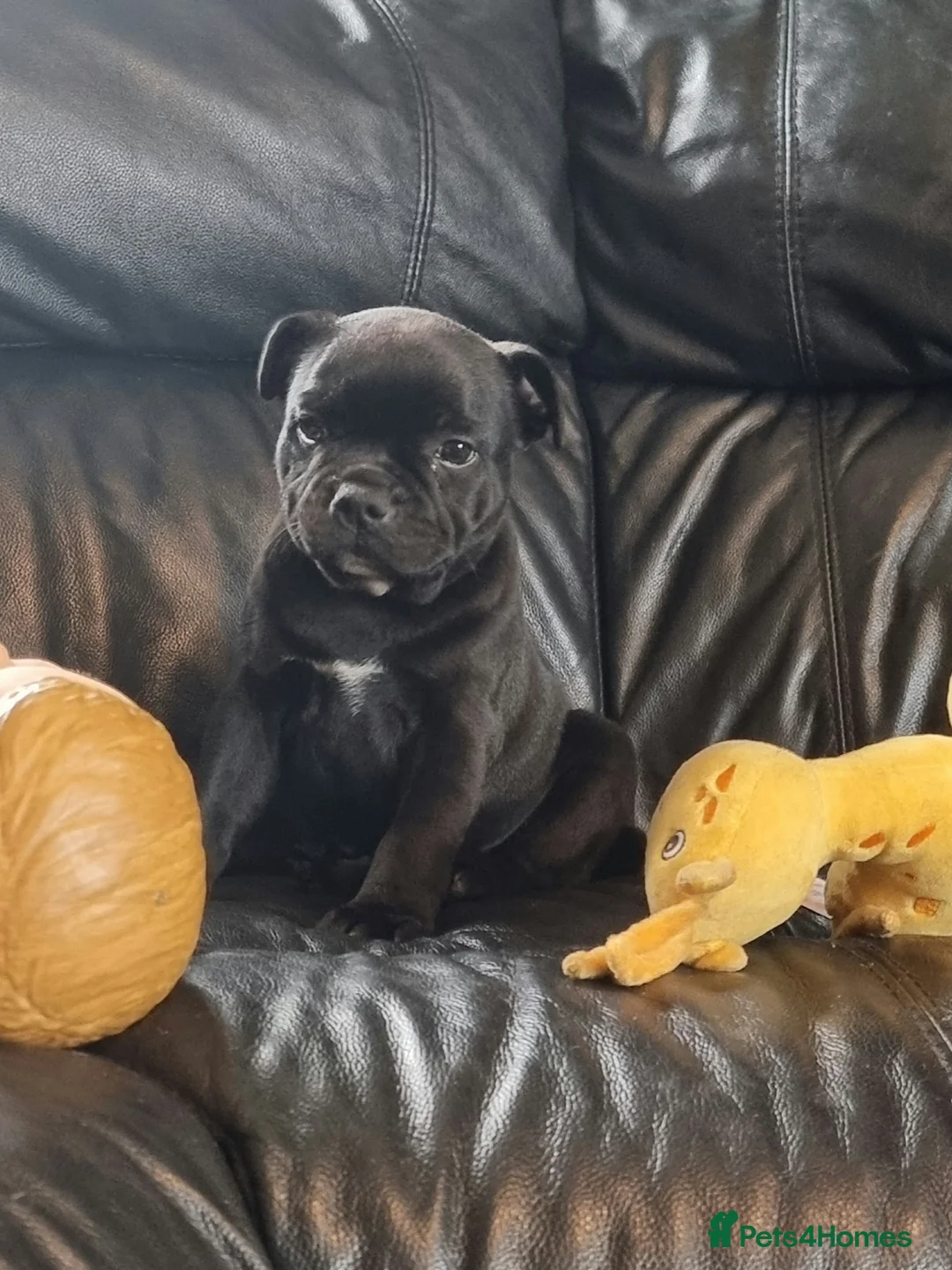 Staffordshire Bull Terrier dogs for stud: 📣THE 🔝 PRODUCING BLACK BLUE GENE CHAMPION IN UK  in Faversham - Advert 18