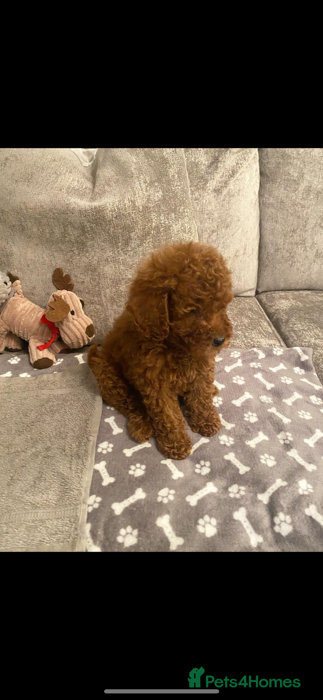 Toy Poodle dogs for stud: Toy poodle to stud  - Advert 3