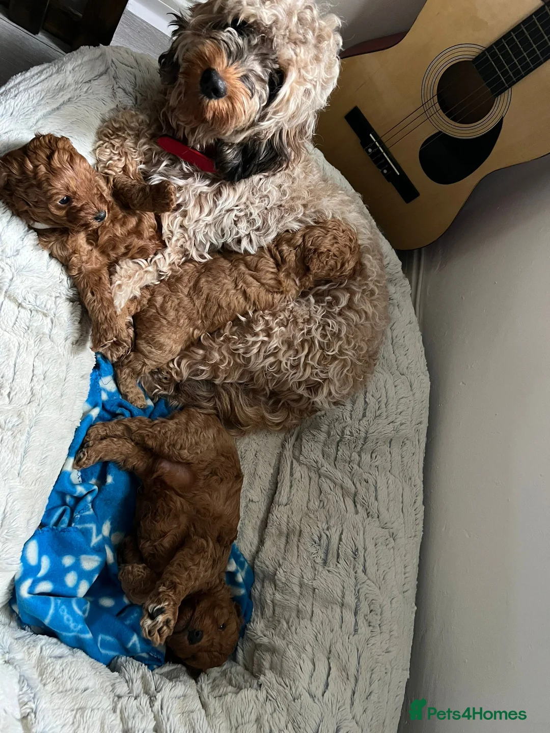 Miniature Poodle dogs for stud: Red K.C reg Miniature Poodle 4 Stud HEALTH TESTED in Chesterfield - Advert 9