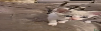 Mixed Breed 4