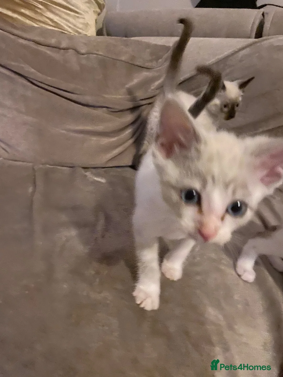 Mixed Breed cats for sale: Beautiful ragdoll cross kittens - Advert 19