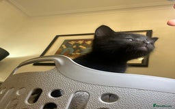 Mixed Breed cats for sale: Soft, Sweet, and Full of Fun…. - Advert 3