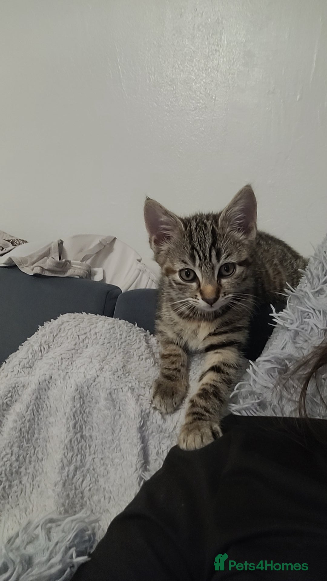 Bengal cats for sale: 2 bengal x tabby kittens - Advert 5