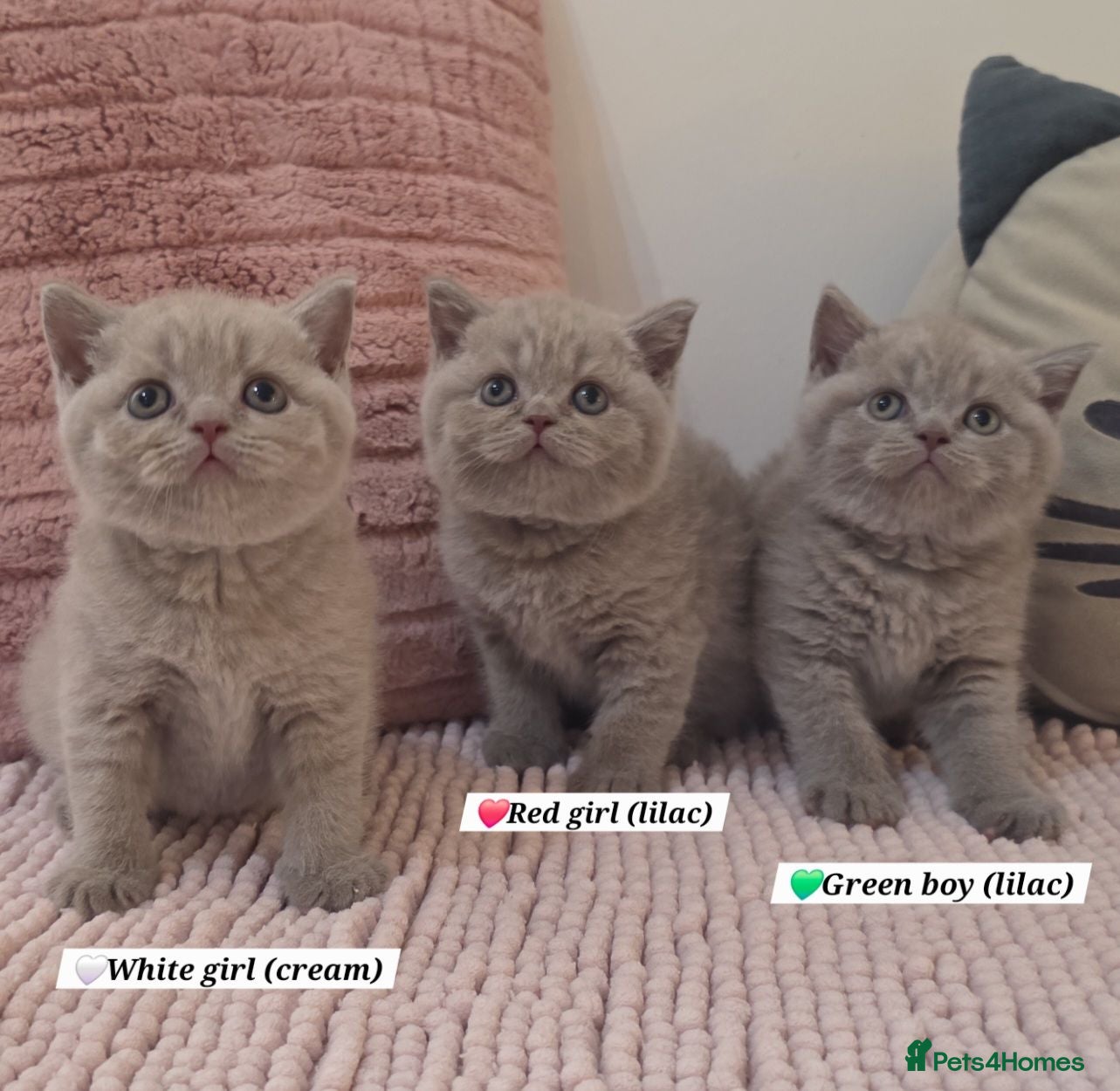 British Shorthair cats 1 girl left-Beautiful British short hair  - Advert 3