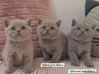 British Shorthair cats 1 girl left-Beautiful British short hair - Advert 3