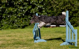 Border Collie dogs for stud: ISDS & KC hip scored, DNA tested lilac carrier in Stockport - Image 2