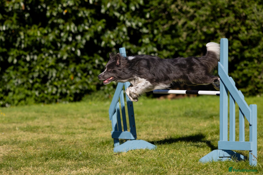 Border Collie dogs for stud: ISDS & KC hip scored, DNA tested lilac carrier in Stockport - Image 2