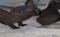 Sphynx cats for sale: Beautiful Canadian Sphynx kittens purebreed  - Image 22