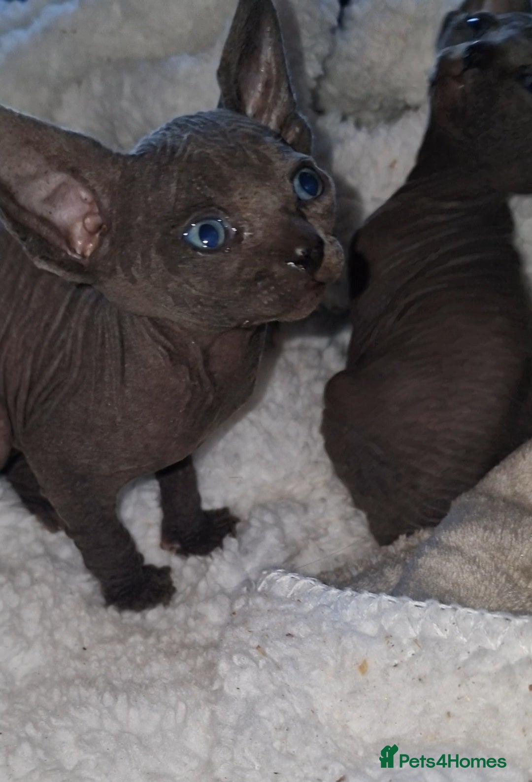 Sphynx cats for sale: Beautiful Canadian Sphynx kittens purebreed  - Image 22