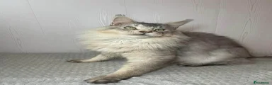 Maine Coon 1